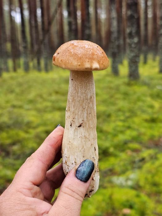Грибы в Гдовском округе