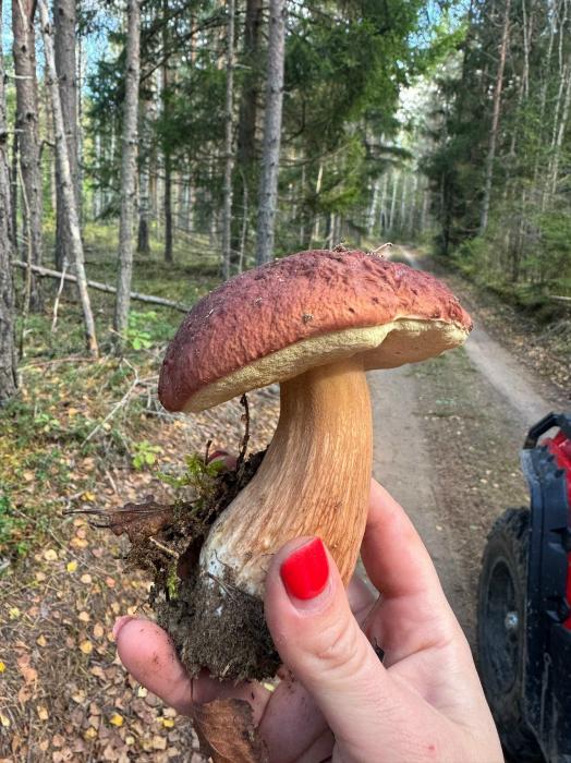 «Осенний Змейник. Сегодня нельзя ходить в лес!»
