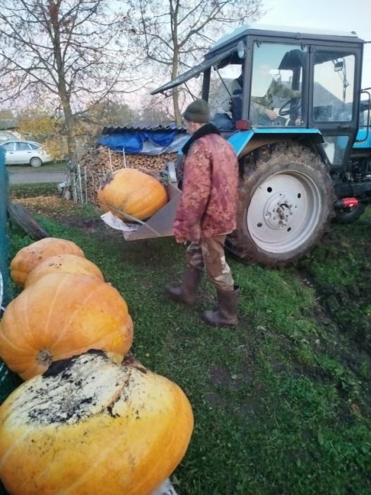 Урожай семьи из Новоржевского района 