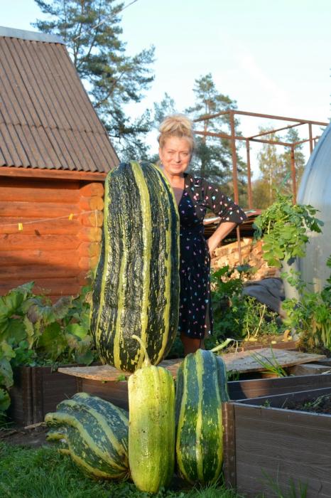 Весит как школьник: гигантский кабачок вырастила жительница Псковской области