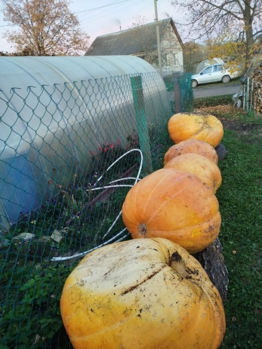 Урожай семьи из Новоржевского района 