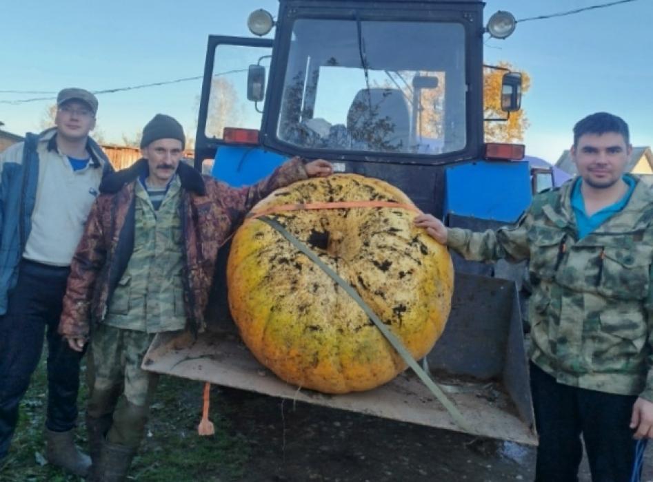 Урожай семьи из Новоржевского района 