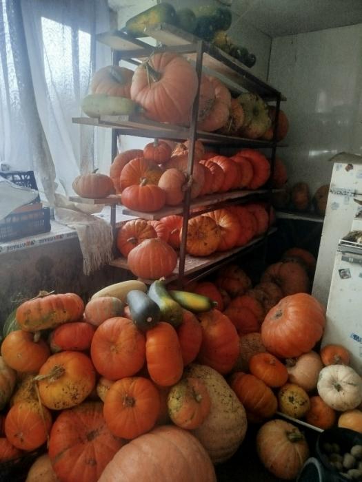 Урожай семьи из Новоржевского района 