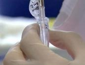 Содержание кишечной палочки в реке Великой у пляжа в Пскове в триста раз превышает норму