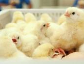 В Торжке продали больных кур под брендом «Птицефабрики «Псковской»
