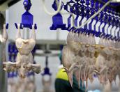 Возобновившая работу птицефабрика в Тямше выдала первые 120 тонн готовой продукции