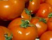 В Оренбургской области начали производить биотопливо из контрабандных продуктов