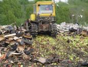     Около 60 тонн польских яблок уничтожены на себежском полигоне