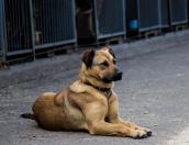 В День бездомных животных «Шанс» приглашает псковичей на субботник в приют и прогулки с собаками 