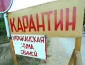 Режим повышенной готовности ввели в Добручинской волости Гдовского района из-за африканской чумы свиней