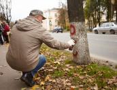 Деревья будут спилены при реконструкции улицы Леона Поземского в Пскове