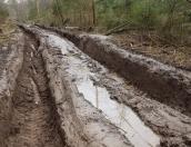 «Чёрные лесорубы» в Красногородском районе остаются безнаказанными