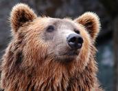 Убивший ребёнка в Дагомысе медведь сидел в установленном без разрешения вольере 