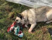 Убийство собаки в Невельском районе будут расследовать