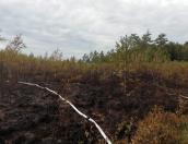 Три лесных пожара ликвидировали в Псковской области