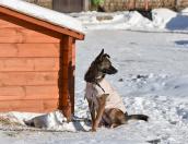 Помогите откопать собак: псковский зооприют «Лесопилка» засыпало снегом 