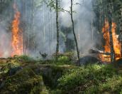 Подготовку к пожароопасному сезону обсудили в России