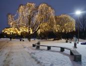 Почему в Пскове всё ещё не убрали новогодние украшения