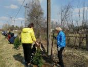 В Новосокольническом районе на акции «Сад памяти» высадили туи