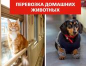 ФПК расширила список для перевозки животных в поездах