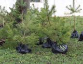 До 30 сентября в Пскове высадят 55 деревьев