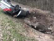 В Гдовском районе два человека пострадали при столкновении автомобиля с лосем