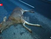 Водитель иномарки насмерть сбил лося в Псковском районе