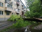 Дерево рухнуло во дворе на улице Спортивной в Пскове