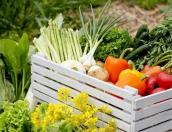 Квашеную капусту, огурцы и зелень можно будет купить на «Вкусной пятнице» РСХБ