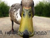 ВИДЕО. На москвича на улице напали утки
