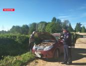 Иномарка съехала в кювет в Невельском районе