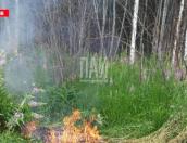 В Плюсском районе ликвидирован лесной пожар