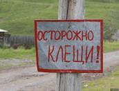 За день в Псковской области две пенсионерки пострадали от укусов энцефалитных клещей