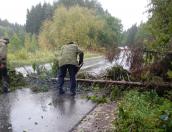 В Великих Луках из-за сильного ветра упало несколько деревьев