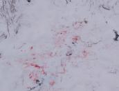 ВИДЕО Волки съели собаку в пушкиногорской деревне
