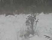 ВИДЕО Волки вышли к людям в Усвятском районе