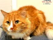 Коту с вирусом иммунодефицита ищут хозяина в Пскове