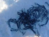 Более 70 капканов на крупную рыбу обнаружены на озере Полисто