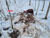 Голодный медведь в Печорском районе утащил приманку для волков