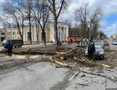 Псковичам объяснили, куда обращаться при падении дерева на машину