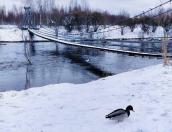 Уровень воды в реке Великой в Пскове упал до 238 сантиметров