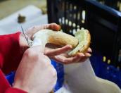 Роспотребнадзор предупредил об опасности отравления грибами