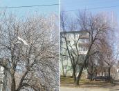 В Пскове неизвестные привязали к дереву чайку