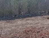Волка заметили на месте пожара в Себежском районе