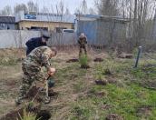 У памятника Неизвестному Солдату в Гдове высадили ели
