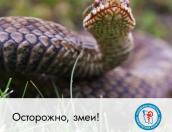 Облздрав объяснил, как избежать змеиных укусов