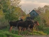 ВИДЕО Лоси гуляют по улицам Великих Лук