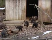 Прогулку псковских медвежат запечатлели на видео