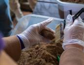 Почувствовать себя археологами смогут гости Изборского музея