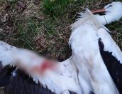 Аиста застрелили в Гдовском районе